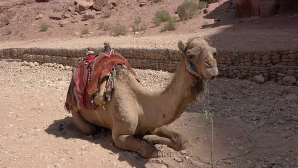 Petra 'nın eski kasabasındaki kumların üzerinde bir deve yatıyor. Ürdün. — Stok video