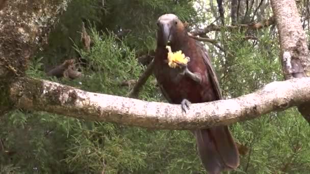 Papuga na gałęzi drzewa w tropikach — Wideo stockowe