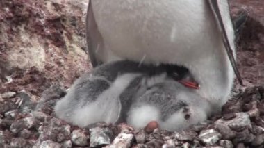 Antarktika 'da penguenler ve kuşlar