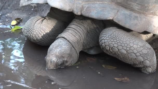 Μια μεγάλη αφρικανική χελώνα στη Ζανζιβάρη. Ισπανία. — Αρχείο Βίντεο