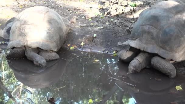 Una grande tartaruga africana a Zanzibar. Tanzania. — Video Stock