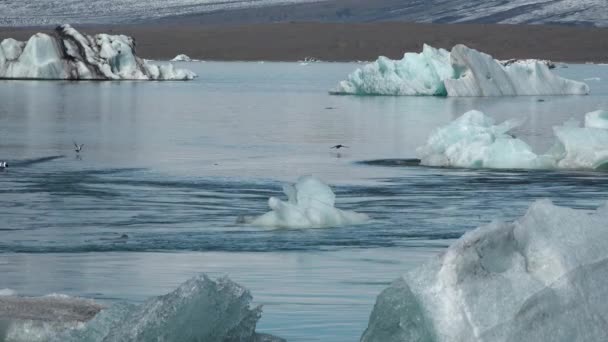 Ledovce v ledovém jezeře Jokulsarlonu. Island. — Stock video