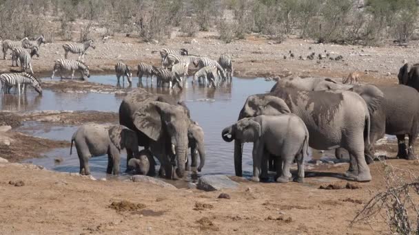 Elefantenfamilie beim Gassigehen an der Tränke. Wildszene mit großen exotischen Tieren, die aus seichtem Teich trinken. — Stockvideo