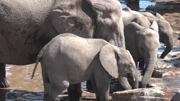 Семья слонов, идущих в месте полива. Сцена дикой природы с большими экзотическими животными, пьющими из мелкого пруда. — стоковое видео