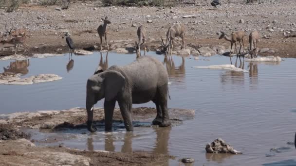 Famiglia di elefanti che camminano a posto annaffiante. Scena di fauna selvatica con grandi animali esotici che bevono dallo stagno poco profondo. — Video Stock