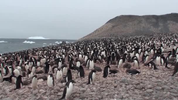 Colonia de pingüinos en la Antártida — Vídeo de stock