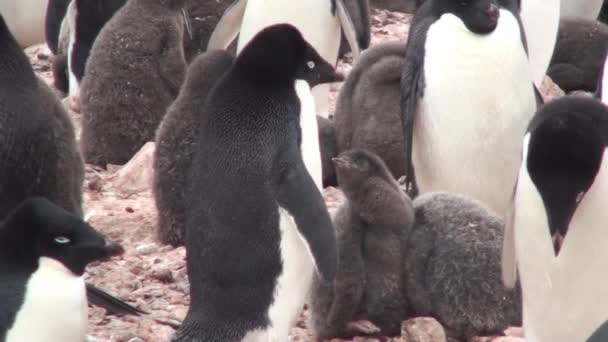 Kolonia pingwinów na Antarktydzie — Wideo stockowe