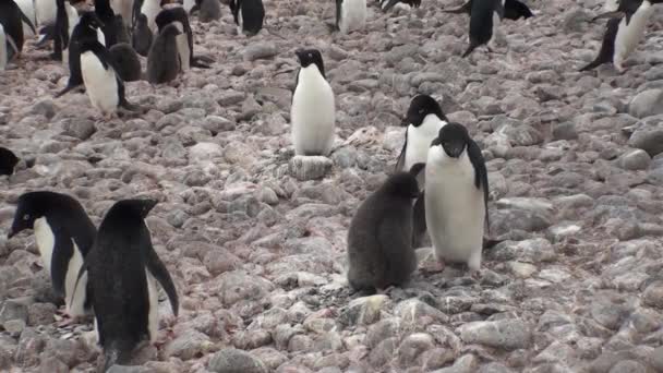 Penguin colony in Antarctica — Stock Video