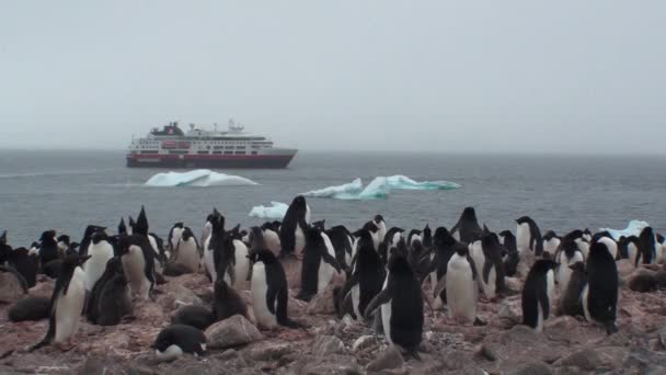 Pinguïnkolonie op Antarctica — Stockvideo