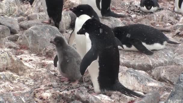 Colonia de pingüinos en la Antártida — Vídeos de Stock