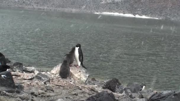 Colonia de pingüinos en la Antártida — Vídeo de stock