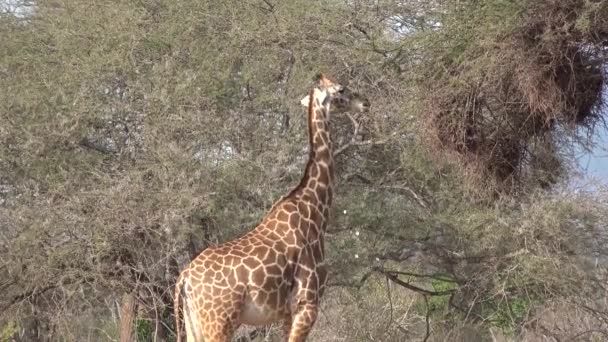 Las jirafas pastan en la sabana de Sudáfrica. — Vídeo de stock