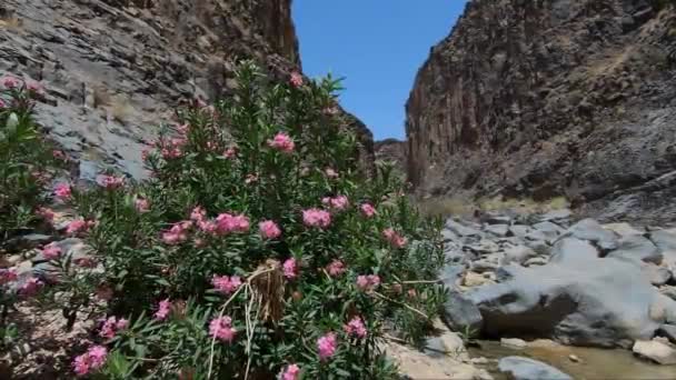 キャニオニング。ヨルダンのボートなしで山の川の峡谷を通過. — ストック動画