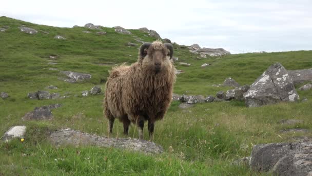 Les moutons paissent sur le rivage de la mer. Icleland. — Video