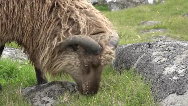 Les moutons paissent sur le rivage de la mer. Icleland. — Video