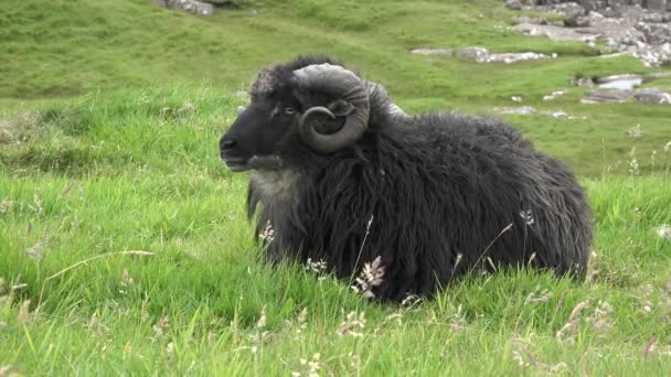 海の岸に羊の放牧。アイルランド. — ストック動画