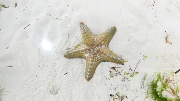 Estrella de mar en el fondo arenoso del Océano Índico — Vídeo de stock