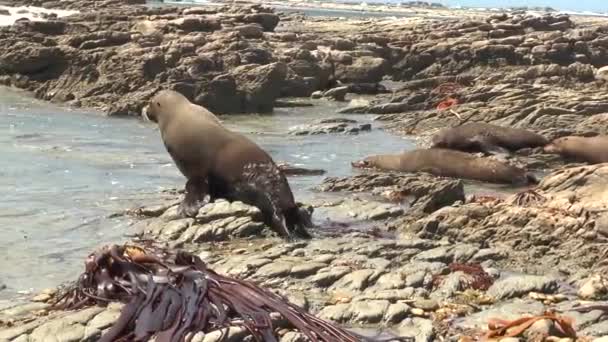 Las focas en la costa rocosa. Las focas juegan en la orilla. Vida silvestre del océano. — Vídeo de stock