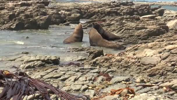 岩の多い海岸にアザラシ。アザラシが岸で遊んでいる。海洋生物. — ストック動画