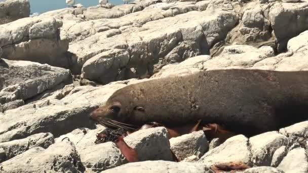Seals on the rocky shore. Seals playing on shore. Ocean wildlife. — Stock Video