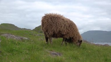 Yumuşak kahverengi bir koyun, huzurlu bir yamaçta açık yeşil çimlerde otlamaktan zevk alır. Bulutlu gökyüzü doğal ortamını keşfederken sakin bir atmosfer yaratır..