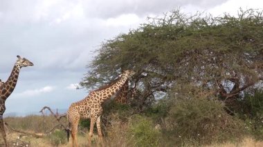 Bir zürafa Afrika 'nın çayırlarındaki yaprakları yemek için uzun boynunu uzatır. Güneşli bir günde yeşil çimenler ve çalılarla kaplı bir yerde meydana gelir..