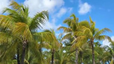 Palmiye ağaçları, mavi su ve temiz bir gökyüzü olan bir sahil. Dalgalar yavaşça kıyıya vurur güneş kumların üzerinde parıldarken. Kumsalın tadını çıkarmak için güzel bir gün..