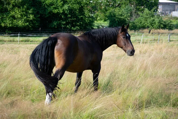 Brun Häst Ängen — Stockfoto