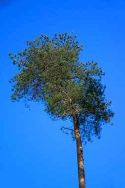 Baumkronen haben ihre eigenen Faszination
