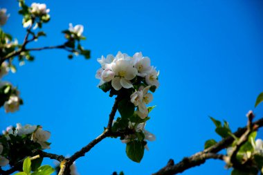 Baumkronen haben ihre eigenen Faszination