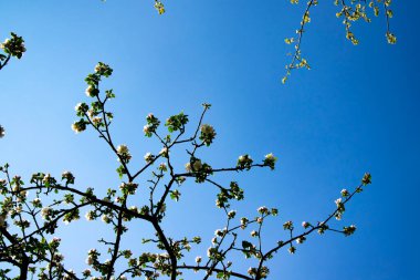 Baumkronen haben ihre eigenen Faszination