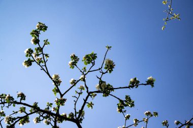 Baumkronen haben ihre eigenen Faszination