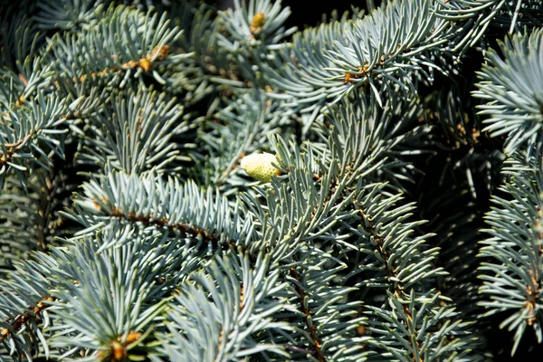 Baumkronen Haben Ihre Eigenen Faszination — Foto Stock