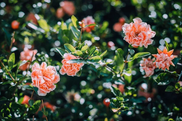 Pomegranate Blossom Flowers