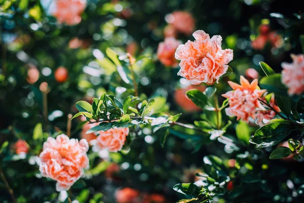 Pomegranate Blossom Flowers