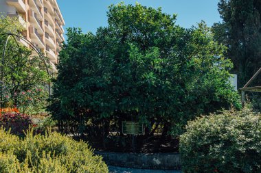 Sochi, Rusya, 24 Eylül 2016: Dostluk ağacında