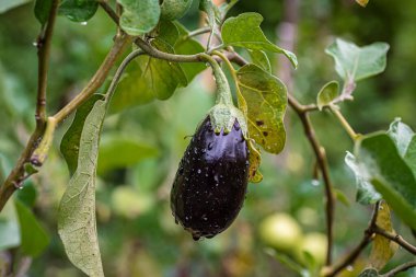 Bahçedeki dalda yağmur damlaları olan Büyük Olgun Patlıcan