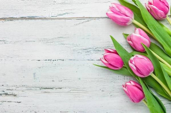 Розовые тюльпаны на белом фоне с копирайтом — стоковое фото