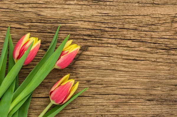 A rusztikus fa háttér piros tulipán — Stock Fotó