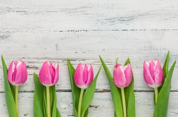 Rózsaszín tulipán, a fehér háttér, másol hely — Stock Fotó