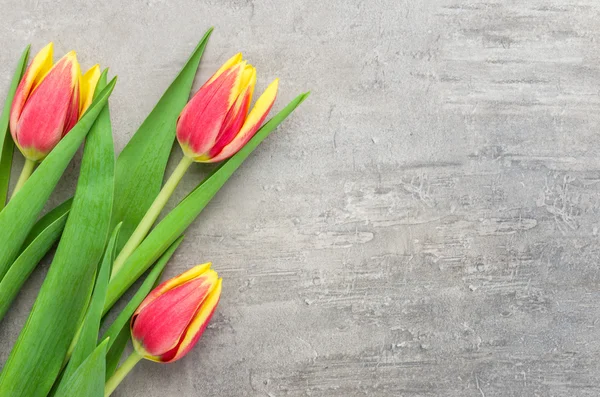 Красные тюльпаны на сером фоне с копировальным местом — стоковое фото