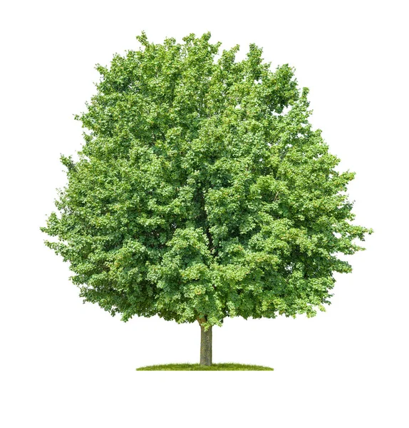 Izolowane Drzewo Polne Marple Białym Tle — Zdjęcie stockowe