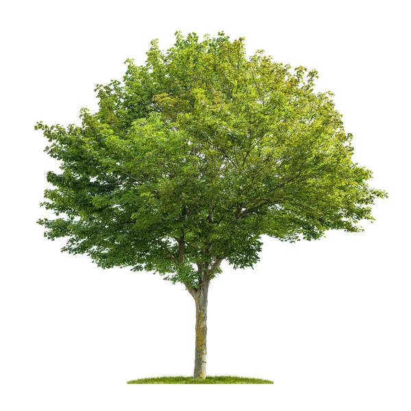 Albero Acero Isolato Sfondo Bianco — Foto Stock