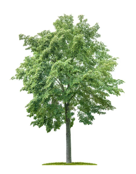 Ізольоване Дерево Лайма Білому Тлі — стокове фото