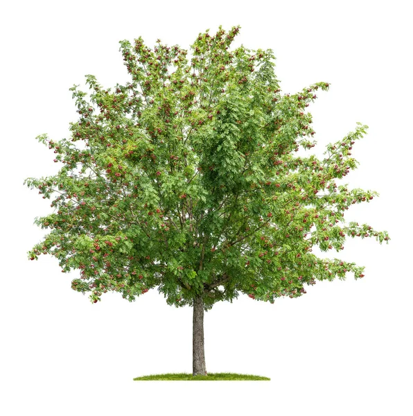 Vereinzelter Sorbusbaum Auf Weißem Hintergrund — Stockfoto
