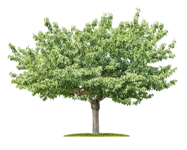 Odizolowane Drzewo Wiśniowe Białym Tle — Zdjęcie stockowe