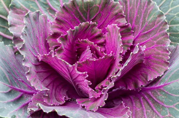 Closeup of a purple ornamental cabbage — Stock Photo, Image