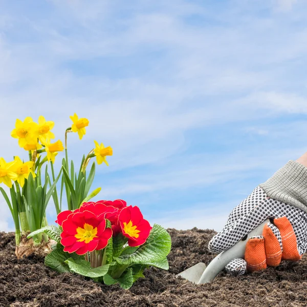 Un jardinero está plantando narcisos y prímulas — Foto de Stock