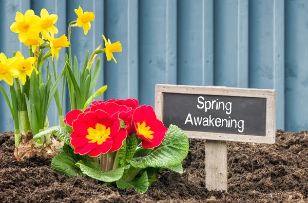 Narcissen en Primula met de Label Spring Awakening — Stockfoto