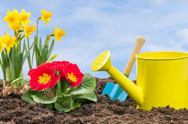 Narcisos y prímulas con una regadera y una pala — Foto de Stock